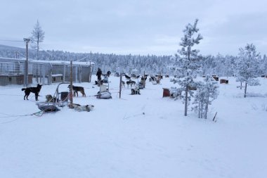 Saariselka, Finlandiya - 30 Aralık 2017: kutup gece boyunca Lapland dogsledding