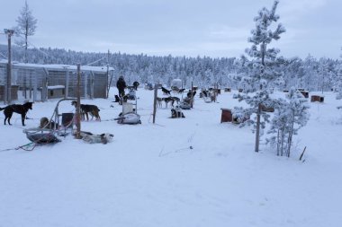 Saariselka, Finlandiya - 30 Aralık 2017: kutup gece boyunca Lapland dogsledding