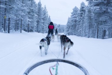 Saariselka, Finlandiya - 30 Aralık 2017: kutup gece boyunca Lapland dogsledding