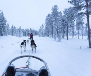 Saariselka, Finlandiya - 30 Aralık 2017: kutup gece boyunca Lapland dogsledding