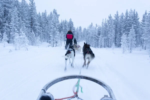 Saariselka Finlandia Diciembre 2017 Trineo Perros Laponia Durante Noche Polar — Foto de Stock