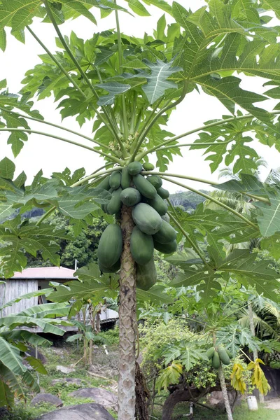 Big Papaya Tree Seychelles Island — Stock Photo, Image