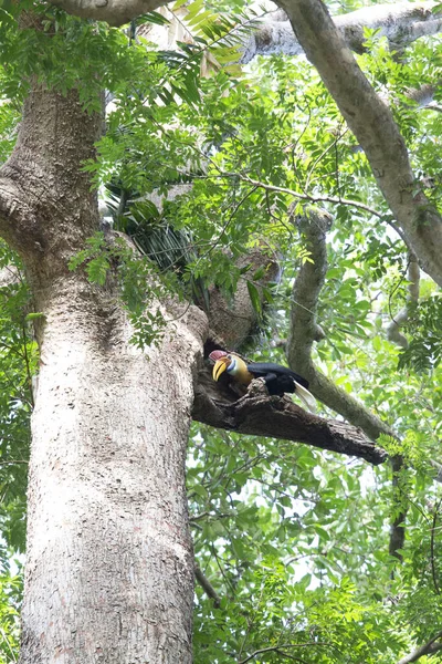 Uccello Calabrone Albero Nel Parco Sulawesi Indonesia — Foto Stock