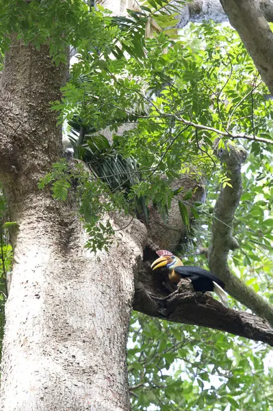 Uccello Calabrone Albero Nel Parco Sulawesi Indonesia — Foto Stock