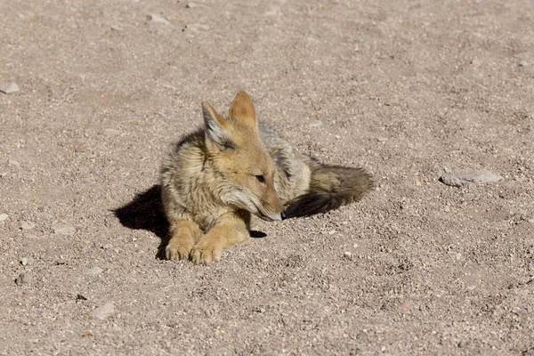 Een Wilde Vos Woestijn Van Bolivia — Stockfoto