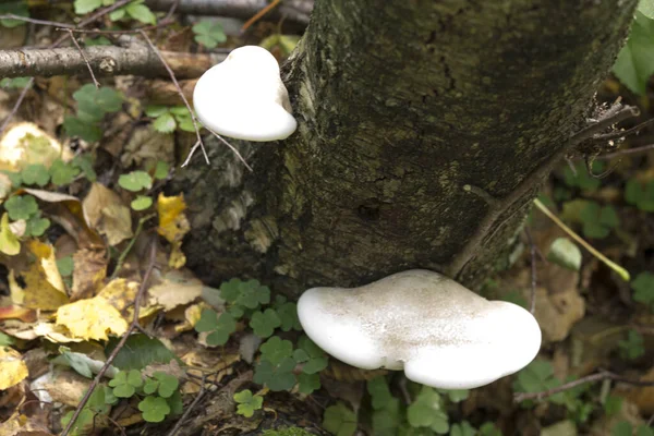 Cogumelos Não Comestíveis Madeira Norte Itália — Fotografia de Stock