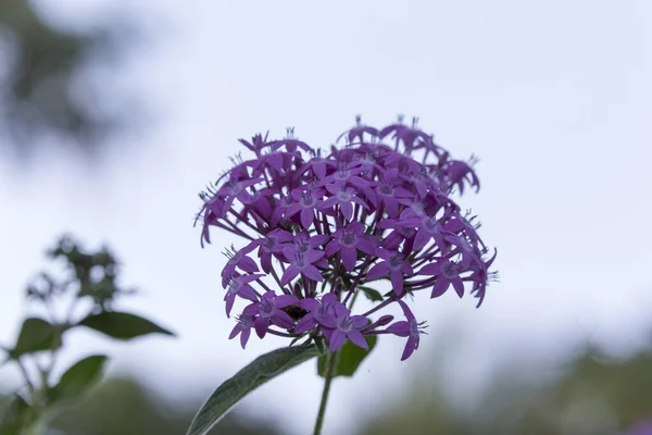 Zdjęcie Pięknych Kwiatów Nowa Kaledonia — Zdjęcie stockowe