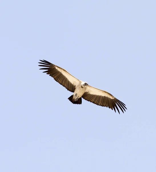 纳米比亚一只秃鹫飞行的照片 — 图库照片