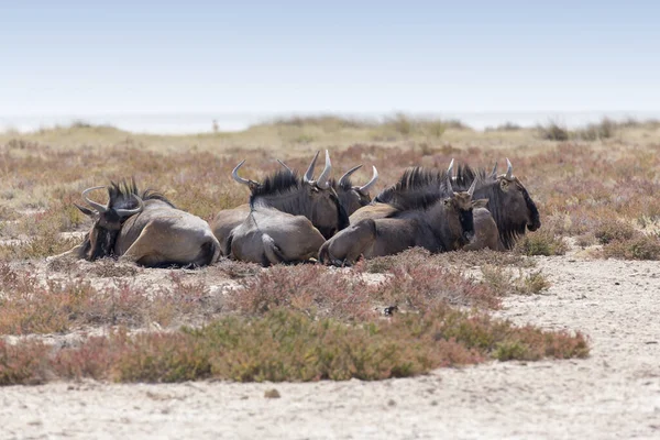 Petit Groupe Buffles Namibie — Photo