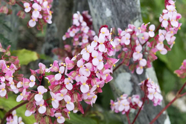 Zdjęcie Pięknych Kwiatów Nowa Kaledonia — Zdjęcie stockowe