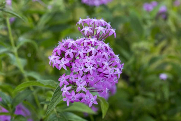Photo Beautiful Flowers New Caledonia — Stock Photo, Image