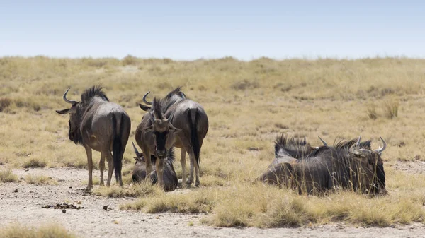Pequeño Grupo Búfalos Namibia —  Fotos de Stock