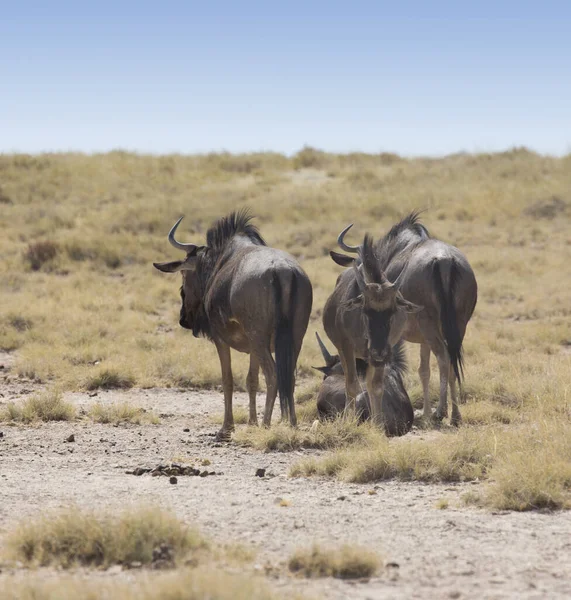 Piccolo Gruppo Bufali Namibia — Foto Stock