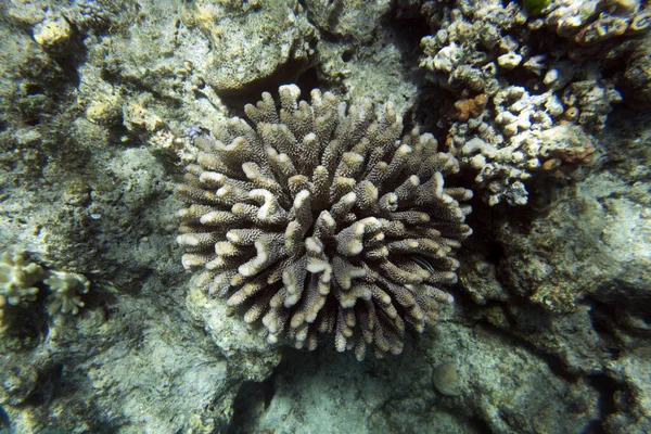 Imagem Recife Coral Nova Caledónia — Fotografia de Stock