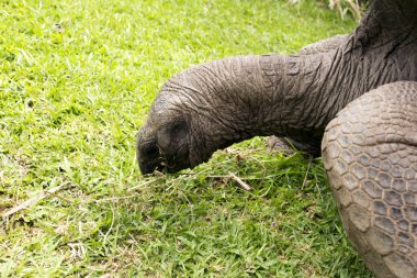 Seyşel Adaları 'ndaki büyük kaplumbağanın fotoğrafı.