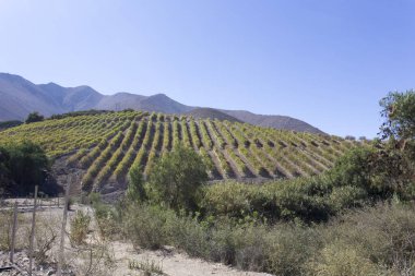 Şili 'nin kuzeyinde, Pisco Elqui' de üzüm tarlaları