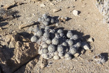 Pan de azucar parkındaki kaktüs bitkileri, Şili 'nin kuzeyinde.