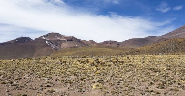Şili 'deki Laguna Miscanti ve Minik Parkı