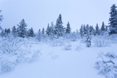 Laponya, Finlandiya 'da kış boyunca donmuş bir manzara