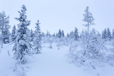 Laponya, Finlandiya 'da kış boyunca donmuş bir manzara