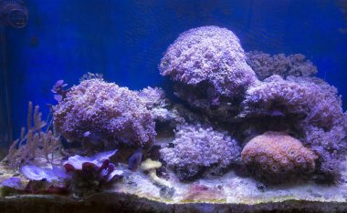 Yumuşak bir mercan deniz akvaryumu akvaryumu.