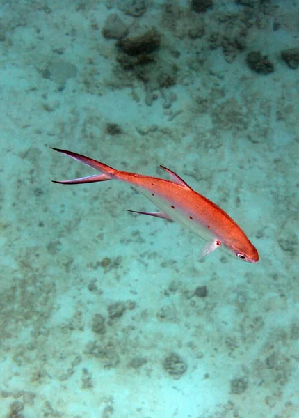 Zbliżenie Obraz Ryby Morzu Seszele — Zdjęcie stockowe