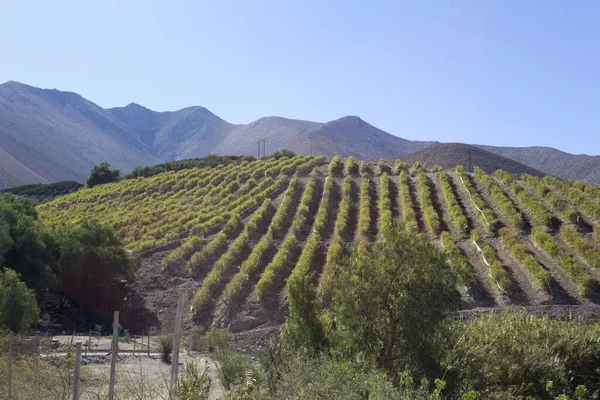 Druvfält Pisco Elqui Norr Chile — Stockfoto