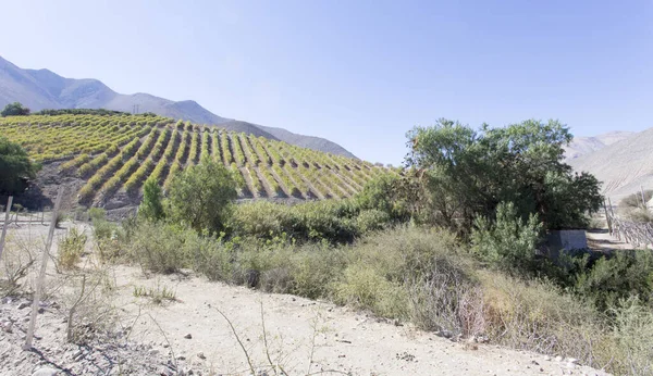 Grape Fields Pisco Elqui North Chile — Stock Photo, Image