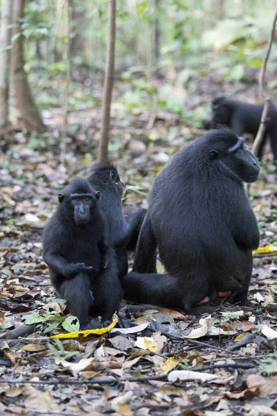 Schwarze Makaken Tangkoko Nationalpark Indonesien — Stockfoto