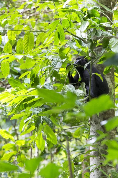 インドネシアのタンココ国立公園にある黒いマカク — ストック写真