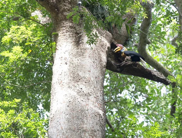 Calabrone Maschio Albero Nel Parco Nazionale Tangkoko Indonesia — Foto Stock