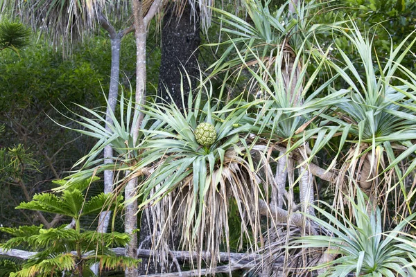 Árbol Del Pandanus Con Nuez Nueva Caledonia — Foto de Stock