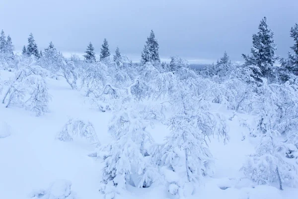 Een Bevroren Landschap Tijdens Winter Lapland Finland — Stockfoto