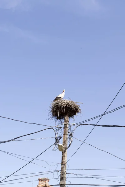 Una Foto Pájaro Cigüeña Rumania — Foto de Stock
