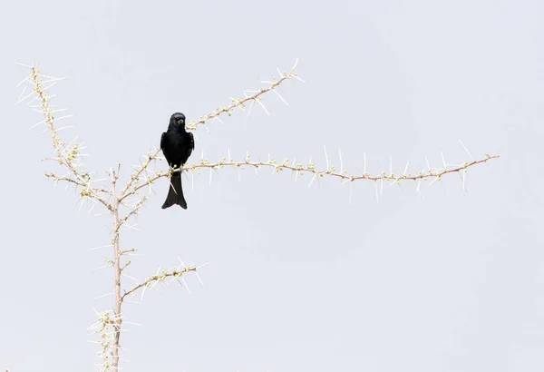 Pequeno Pássaro Preto Arbusto Namíbia — Fotografia de Stock