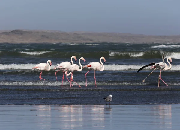 Flamingo Fåglar Framför Havet Namibia — Stockfoto