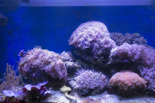 鉛ライトの下に柔らかいサンゴの海水族館タンク — ストック写真