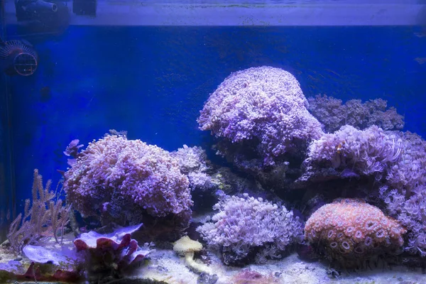 Réservoir Aquarium Marin Corail Doux Sous Des Lumières Led — Photo