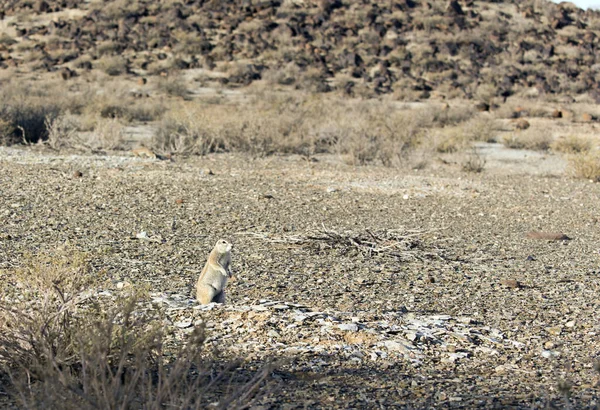 Fotografie Pozemní Veverky Namibii — Stock fotografie