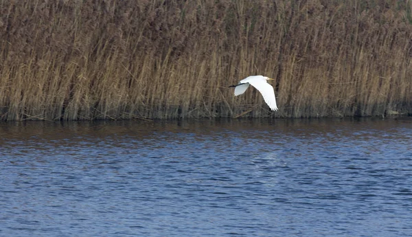 白いサギの鳥がイタリアの水上を飛んでいます — ストック写真