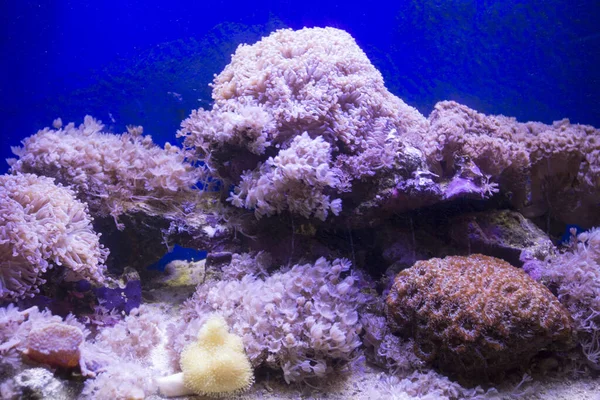 Soft Corals Sea Aquarium Tank Led Lights — Stock Photo, Image