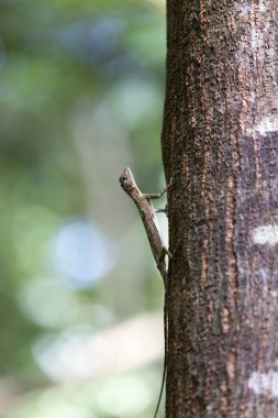 Endonezya 'daki Tangkoko Ulusal Parkı' nda uçan bir kertenkele.