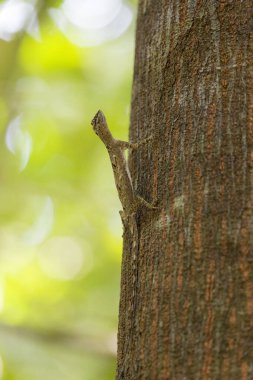 Endonezya 'daki Tangkoko Ulusal Parkı' nda uçan bir kertenkele.