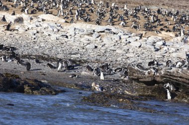 Namibya 'daki birçok penguenin fotoğrafı