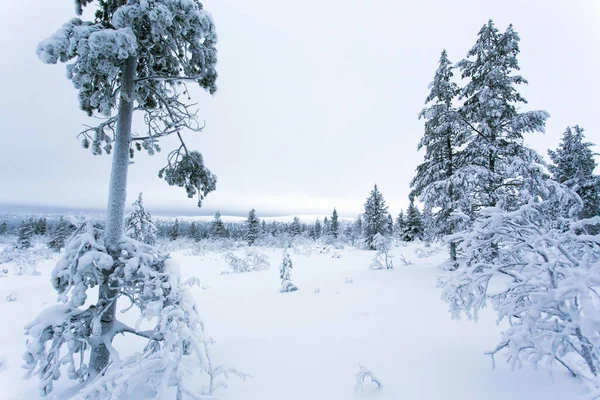 Ett Fruset Landskap Vintern Finland — Stockfoto