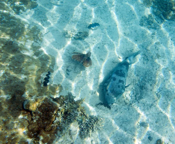 A puffer fish and a scoprion fish in New Caledonia