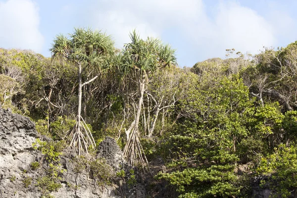 新喀里多尼亚靠近海洋的植物群 — 图库照片