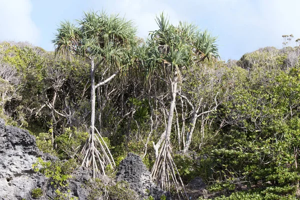 新喀里多尼亚靠近海洋的植物群 — 图库照片