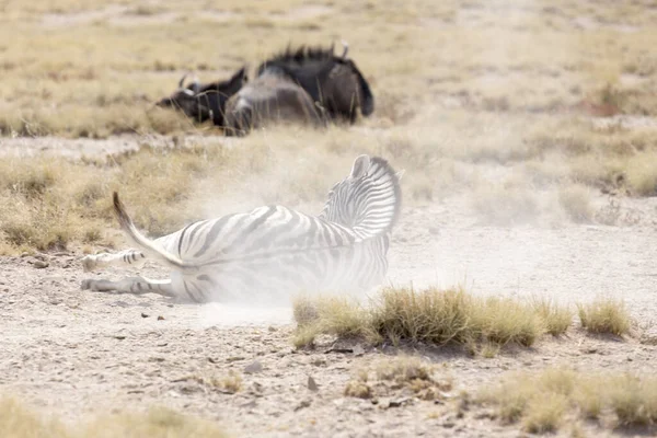 Etosha Nemzeti Park Élővilága Namíbiában Zebra Fotó — Stock Fotó