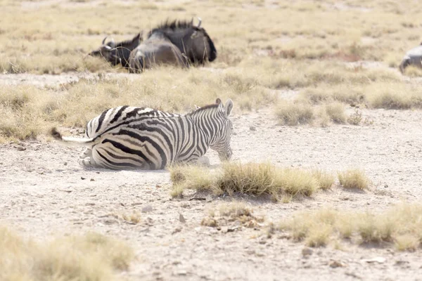 Vida Selvagem Parque Nacional Etosha Namíbia Foto Zebra — Fotografia de Stock